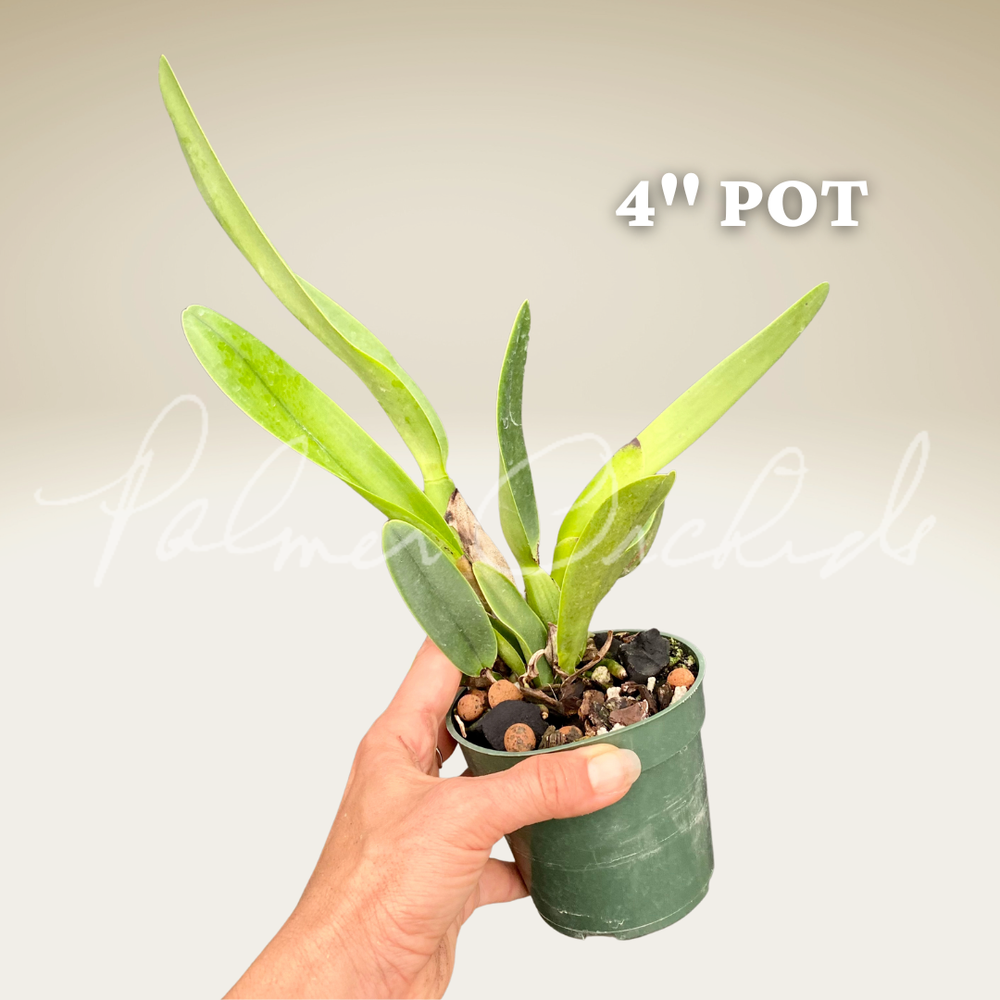 Rlc. Kyla Kobayashi 'Palmer Orchids' — Palmer Orchids